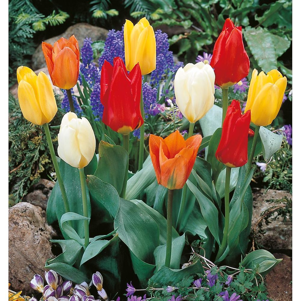 Tulipe fosteriana melange - 10 bulbes
