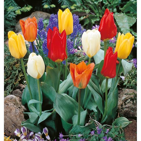 Tulipe fosteriana melange - 10 bulbes