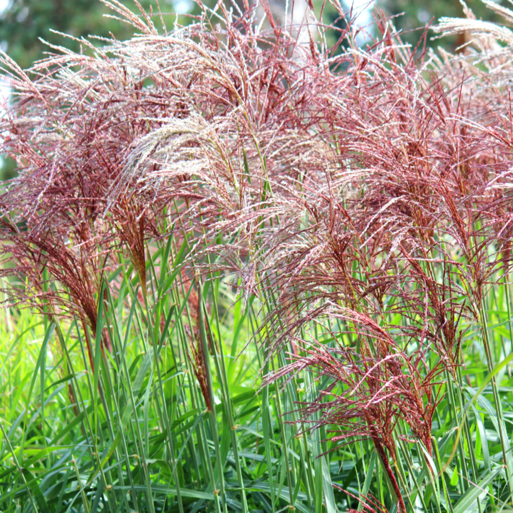 Roseau de chine red chief - miscanthus sinensis red chief 100/120 cm pot 7,5l