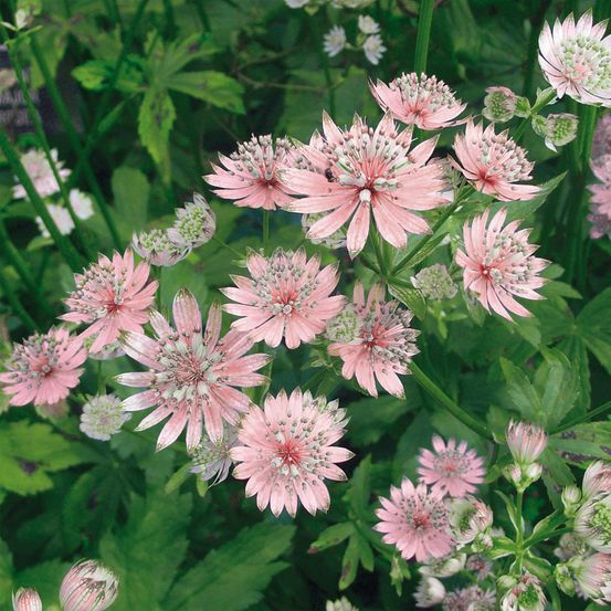 Grande astrance 'rosea' godet de 8/9 cm
