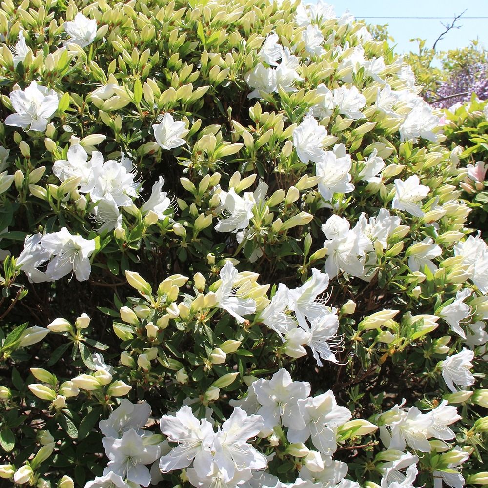 Azalée japonaise 'luzi' pot de 12l/15l