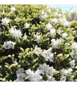 Azalée japonaise 'luzi' pot de 12l/15l