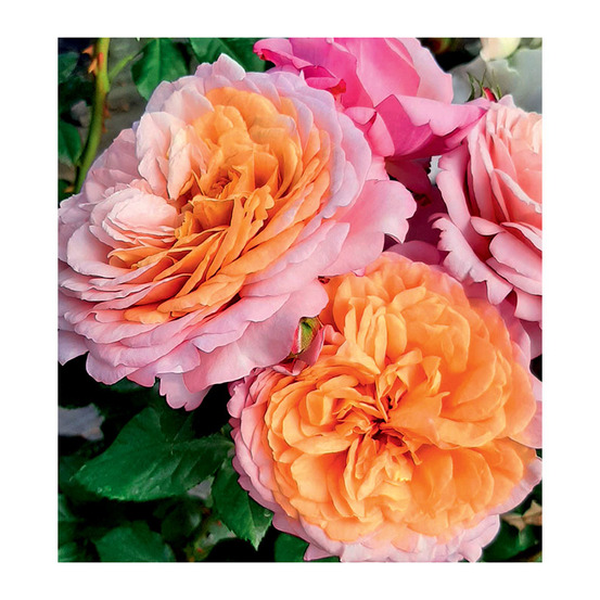 Rosier buissonnant chateau de canon® eveweelo conteneur 5 litres