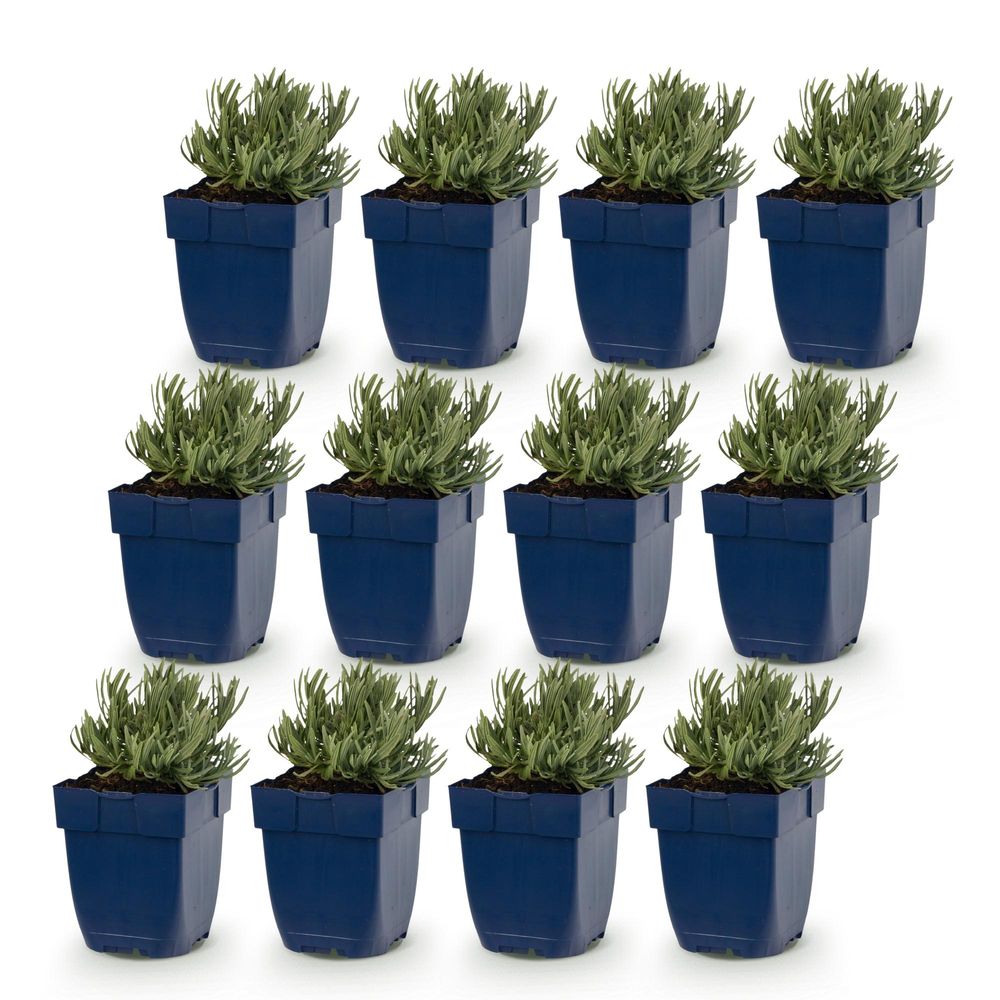 Lavande 'rosea' - lot de 12 - pot 11 cm - hauteur 25 cm - plante d'extérieur
