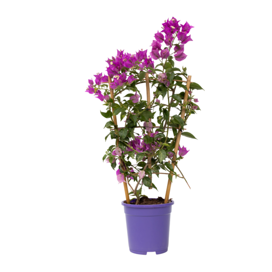 Bougainvillier - bougainvillea 'alexandra' - hauteur 50-60cm - ⌀17cm