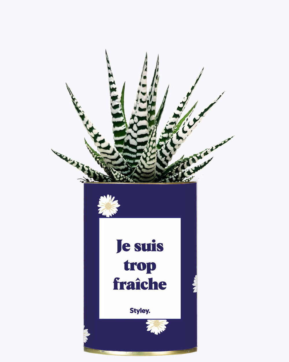 Plante à message - je suis trop fraîche - cactus
