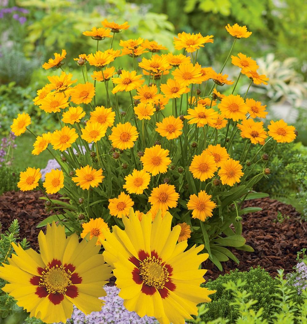 Coreopsis rotkelchen plante vivace - 3 godets
