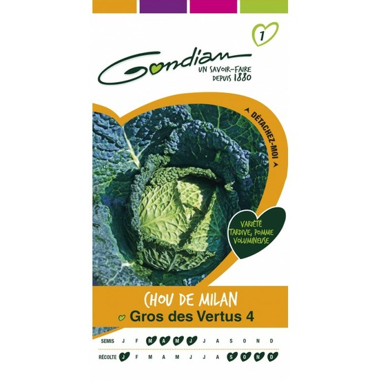 Chou de milan gros des vertus 4