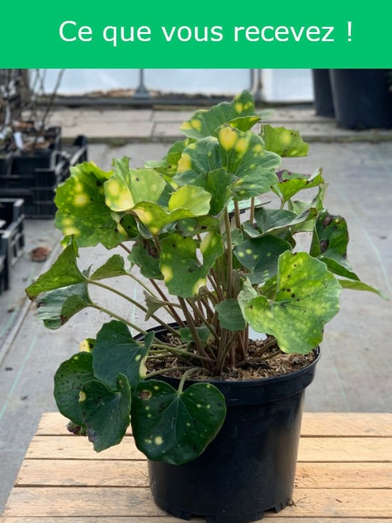 Farfugium japonicum 'aureomaculatum' pot de 3l/4l