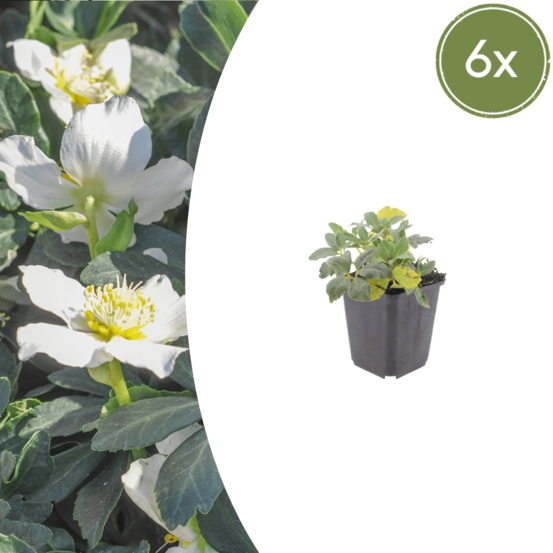 Lot de 6 - hellébore oriental (helleborus orientalis) 'rose de carême'