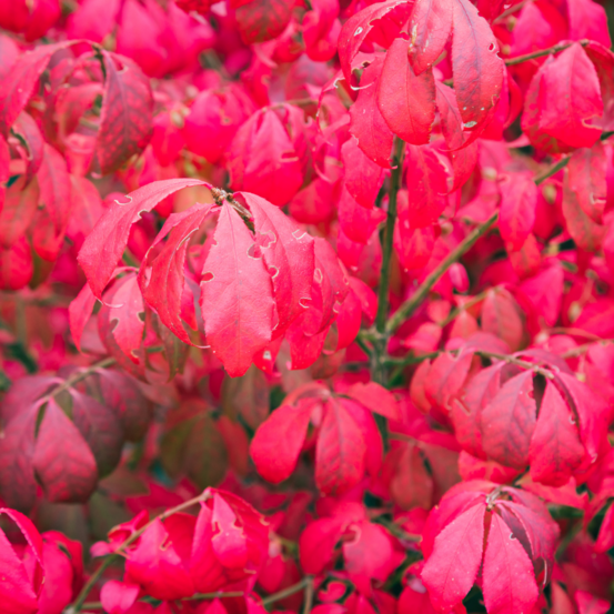 Fusain ailé nain - euonymus alatus compactus 30cm