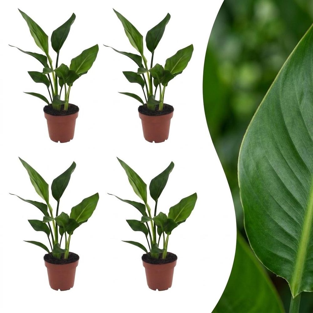 Strelitzia reginea - oiseau de paradis - pot de 12cm - plantes d'intérieur