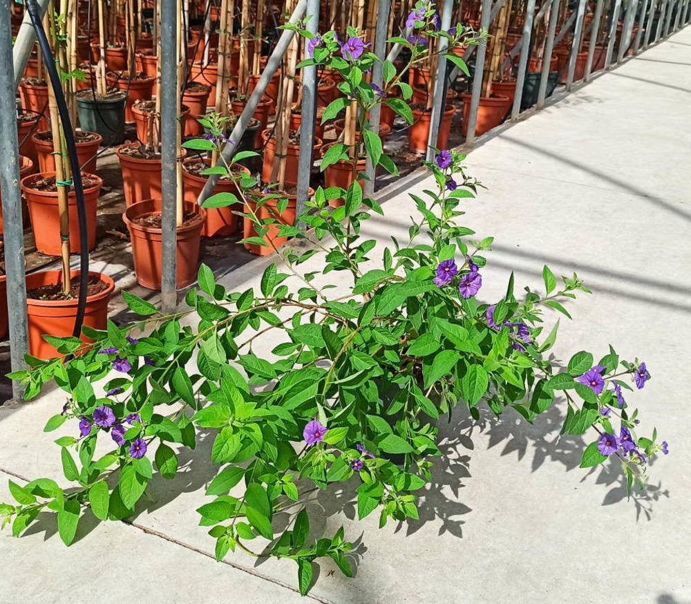 Solanum rantonnetii (arbre à gentiane) pot de 25l - 150/175cm