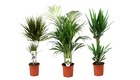 Indoor palm mix xl - mélange de 3 plantes - palme - pot 17cm - hauteur 70-90cm