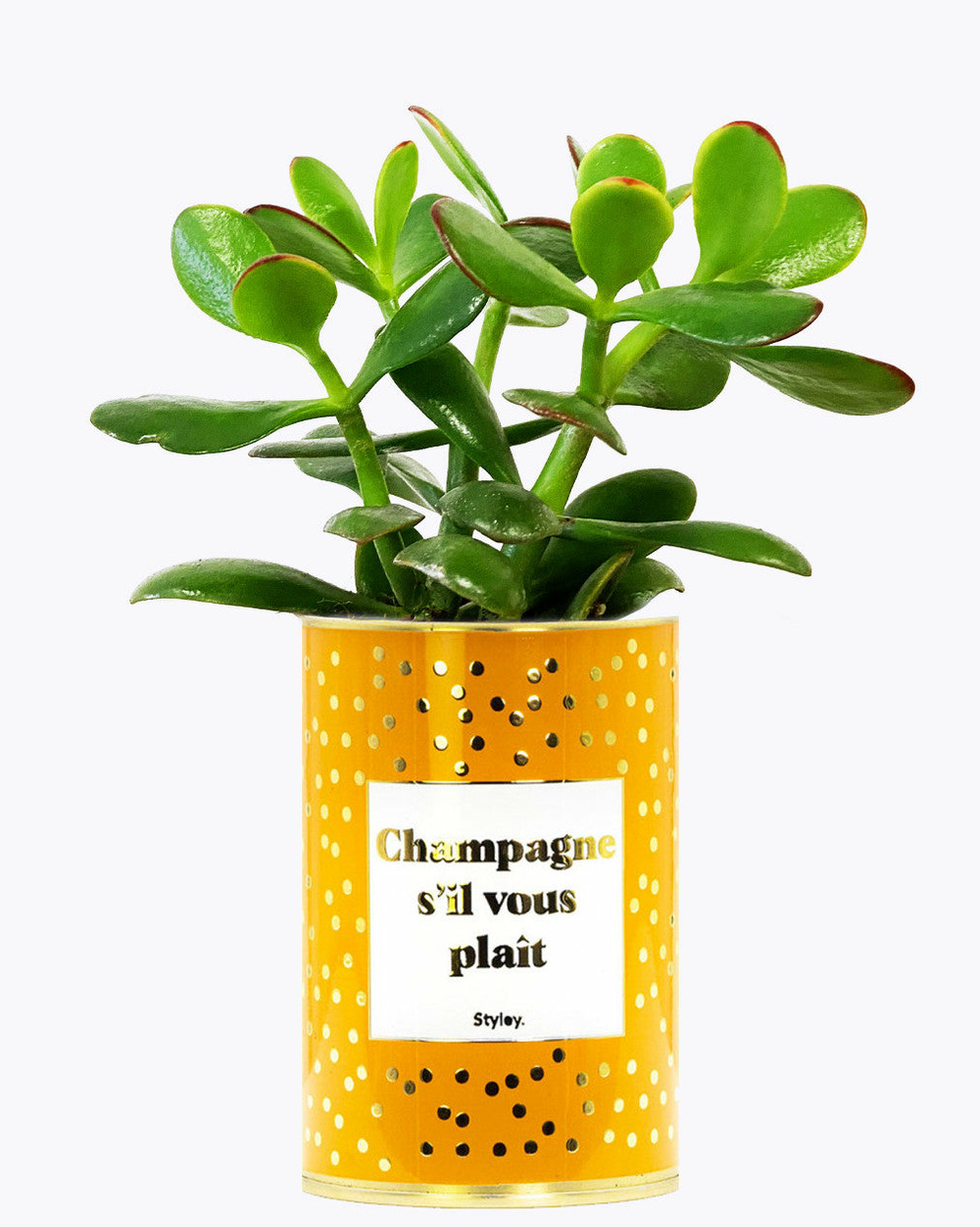 Idée cadeau - champagne s'il vous plaît - cactus - finitions gold