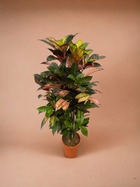 Plante d'intérieur - codiaeum croton iceton 130cm