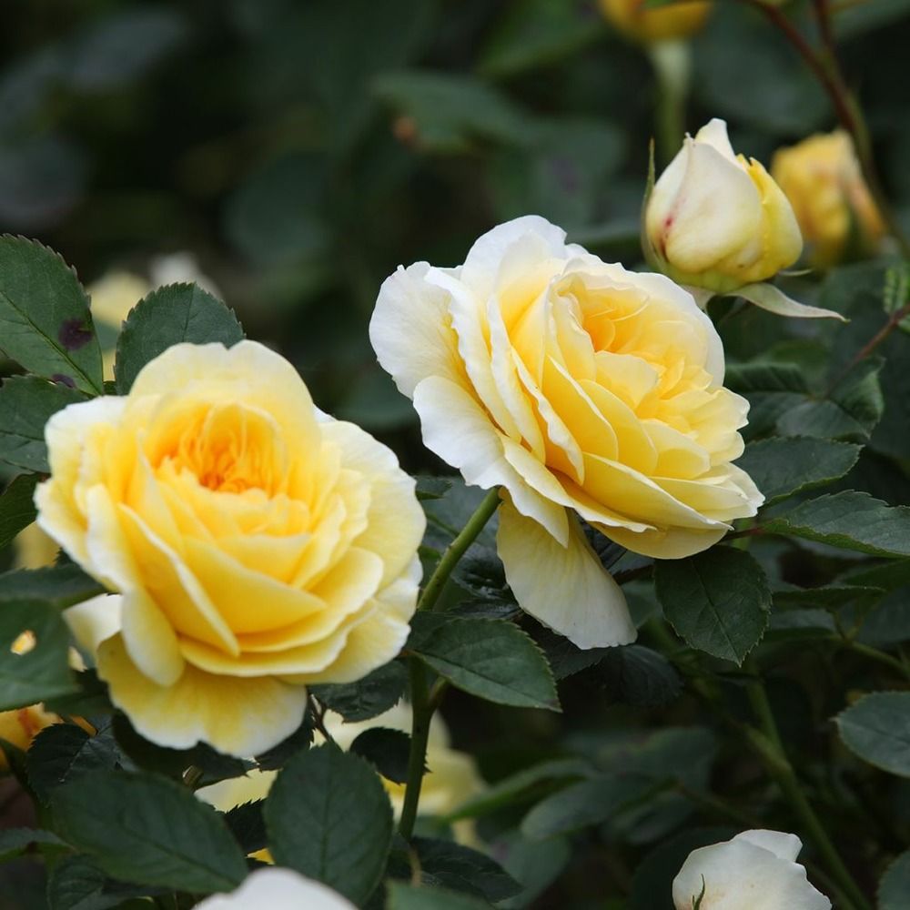 Rosier anglais 'the pilgrim' pot de 4l/5l