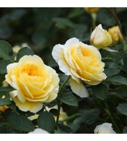 Rosier anglais 'the pilgrim' pot de 4l/5l