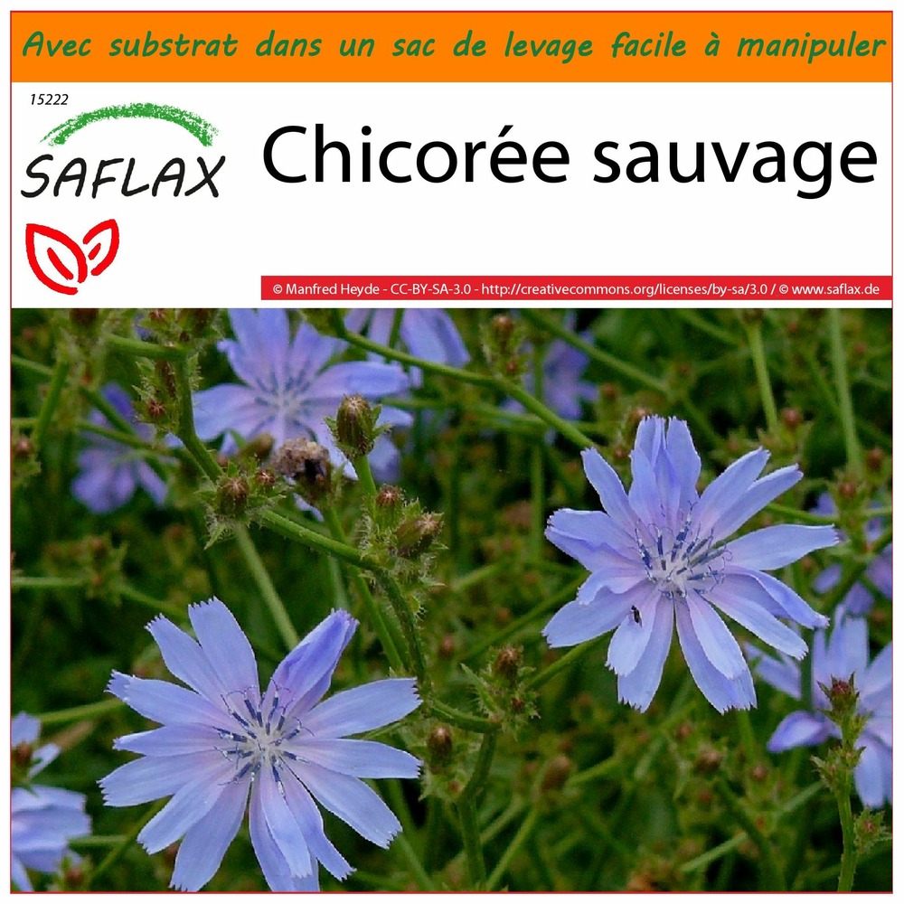 Garden in the bag - chicorée sauvage - 250 graines - cichorium intybus