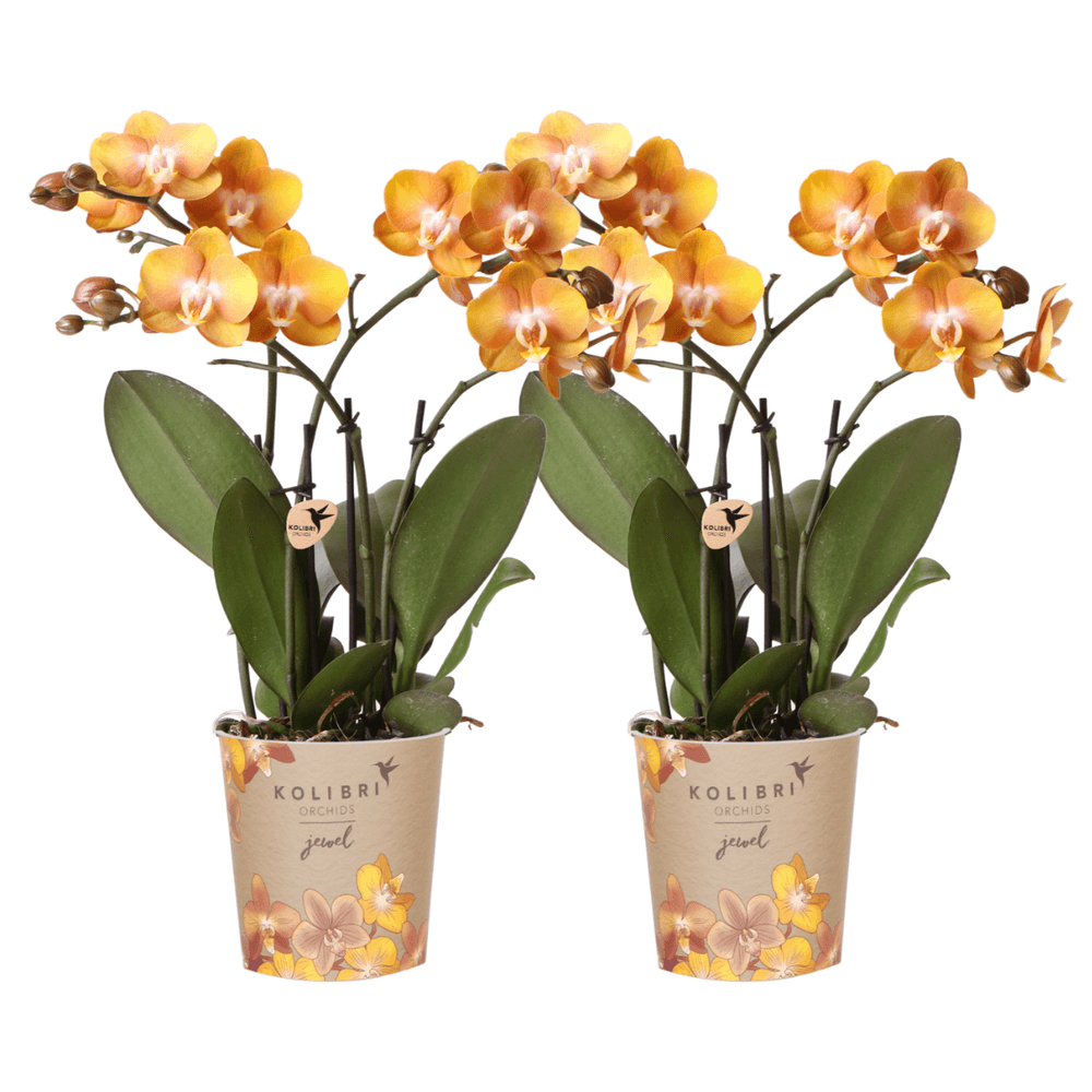 Lot de 2 orchidées phalaenopsis 'las vegas' orange - pot de 12cm - plantes d'intérieur