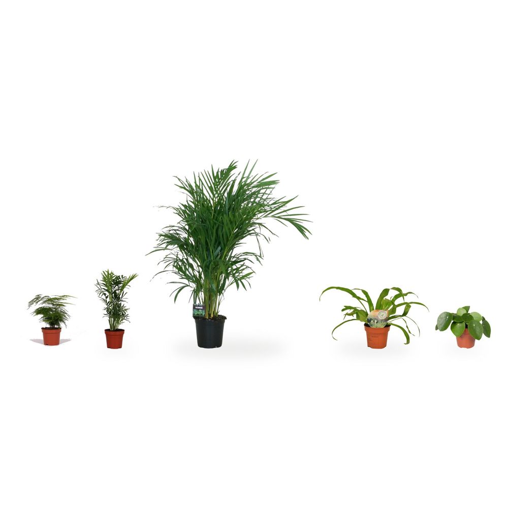 Coin palmier - areca & sous-bois — lot de 5 plantes