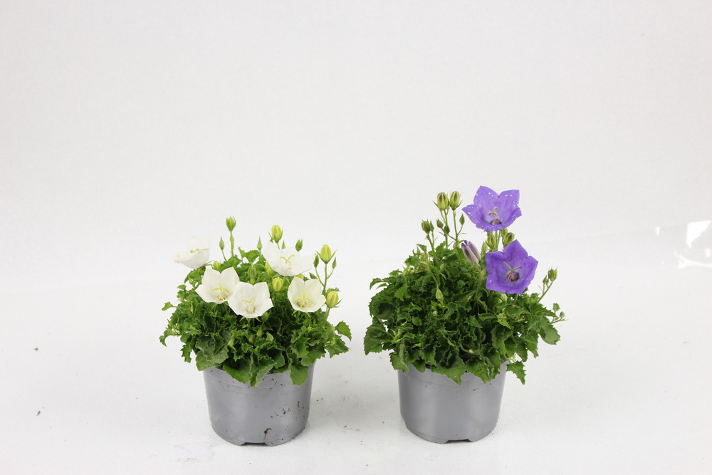Camapnule carpatica pot 10,5 cm