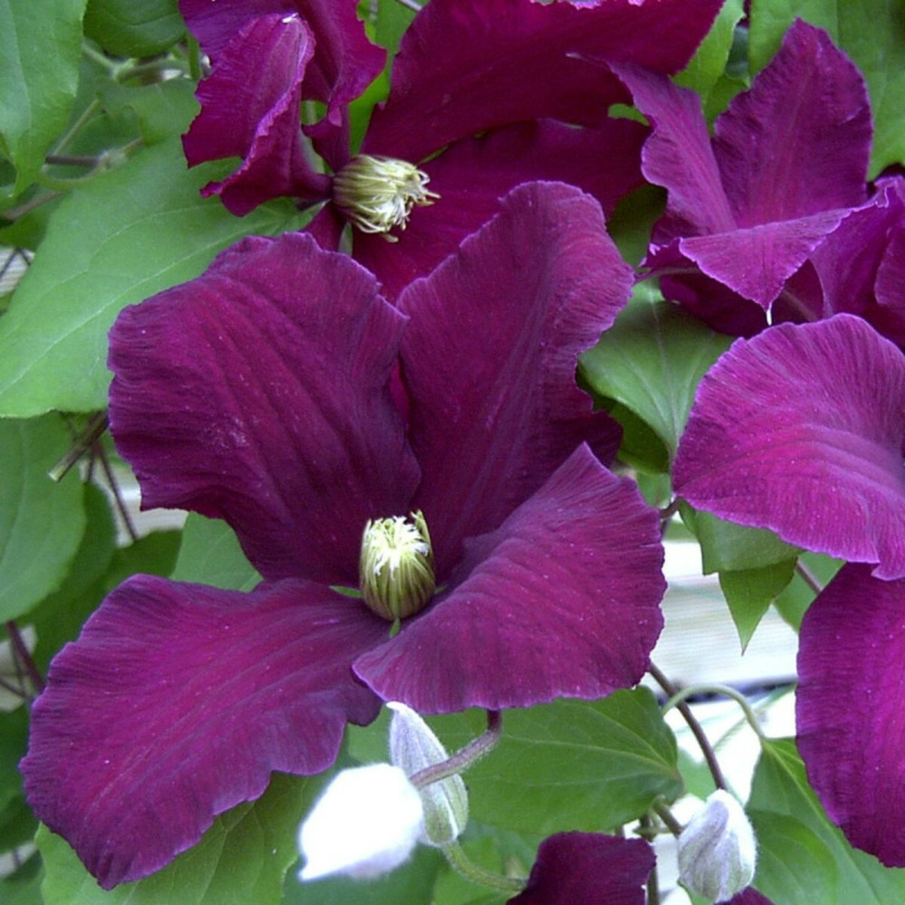 Clématite warsaw nike pot de 3l - echelle bambou 60/120 cm