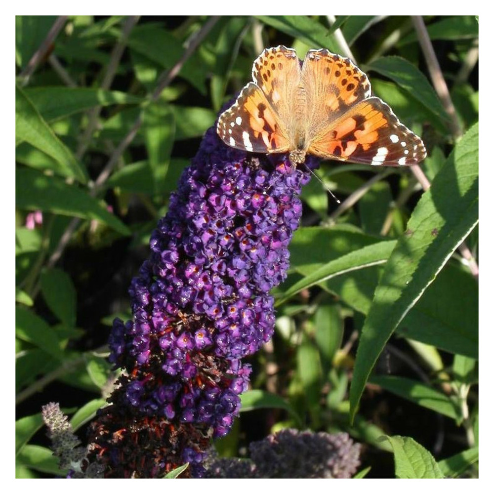 Arbre aux papillons noir black knight, buddleia pot de 7l - 40/60 cm