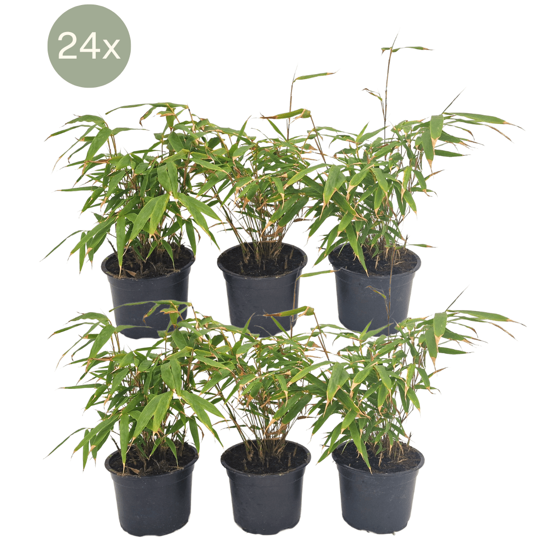 Fargesia rufa lot de 24 bambou - ø13 cm - ↕25 cm - plante d'extérieur