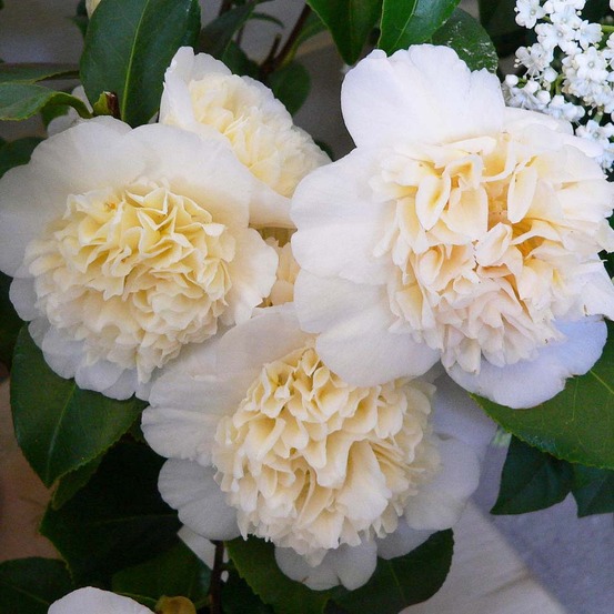 Camélia du japon 'jury's yellow' pot de 3l/4l