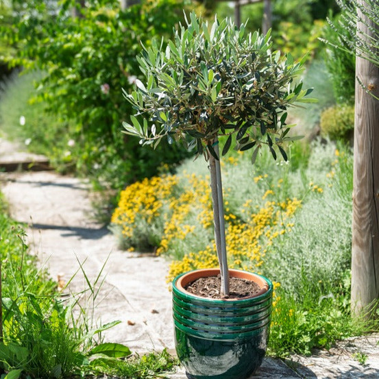 Olivier sur tige - le pot / 1.5l / tige 30cm