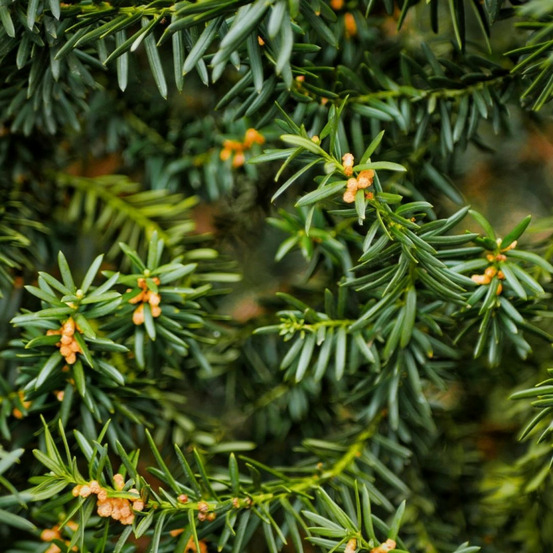 If commun repandens - taxus baccata repandens 20/40cm pot 10l