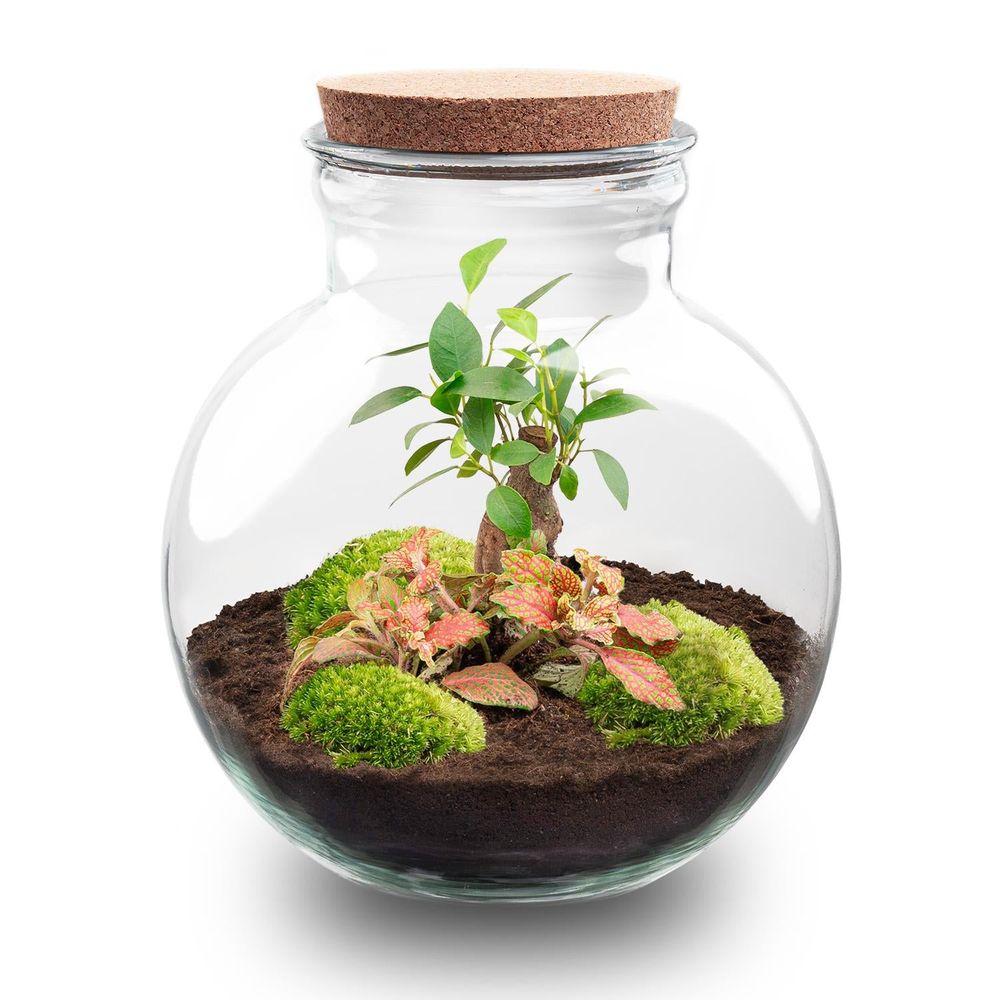 Kit terrarium bonsaï ficus ginseng et fittonia rouge, bocal boule ø 25 cm, avec ou sans outils - terrarium diy