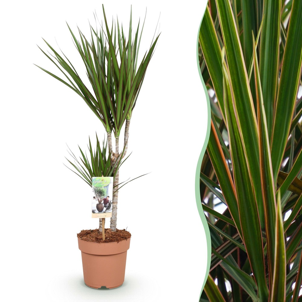 Dracaena marginata – pot 17 cm – hauteur 70-80 cm