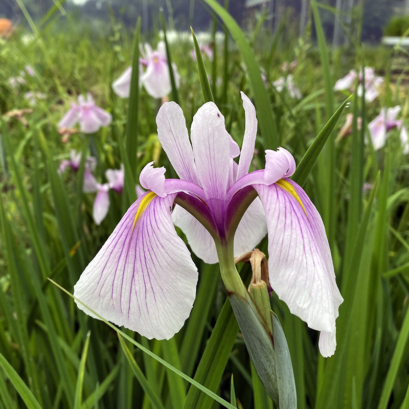 Iris laevigata 'queen victoria' - godet 8 (8cm x 8cm x7cm, 300 ml) hauteur 50 cm