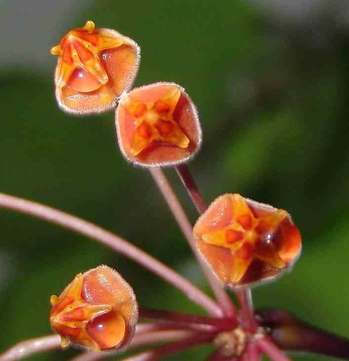 Hoya loheri (fleur de porcelaine, fleur de cire)   rouge - taille pot de 2 litres - 20/40 cm