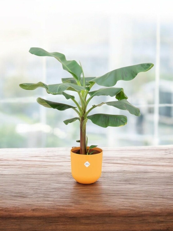 Bananier musa 120cm et son pot jaune - hauteur 120cm