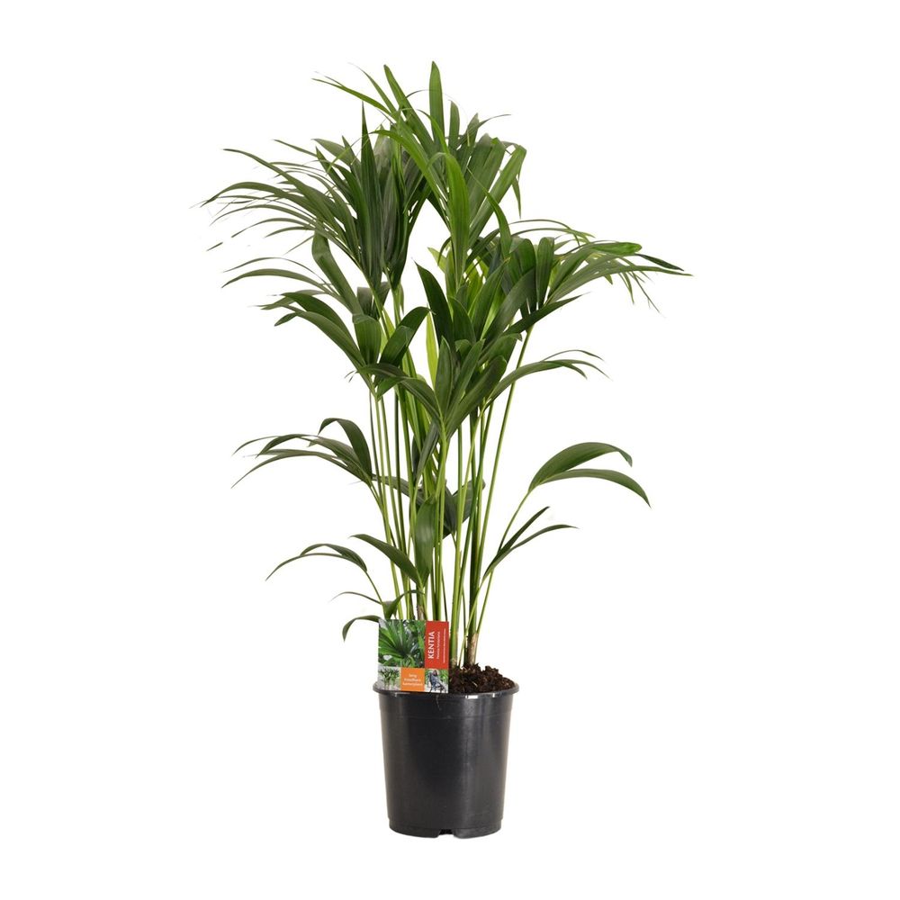 Howea forsteriana - ø24cm - ↕120cm - plantes d'intérieur