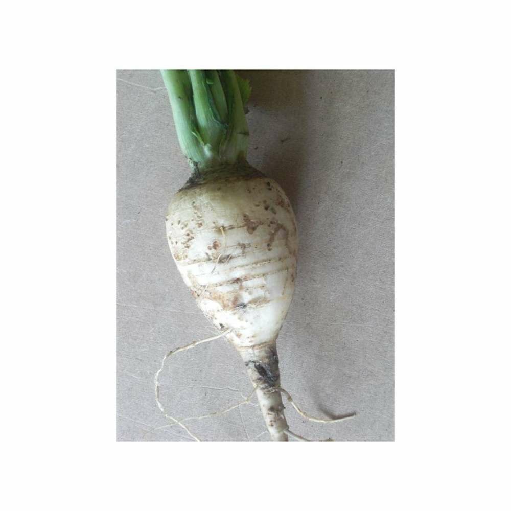 Graines de navet blanc dur d'hiver