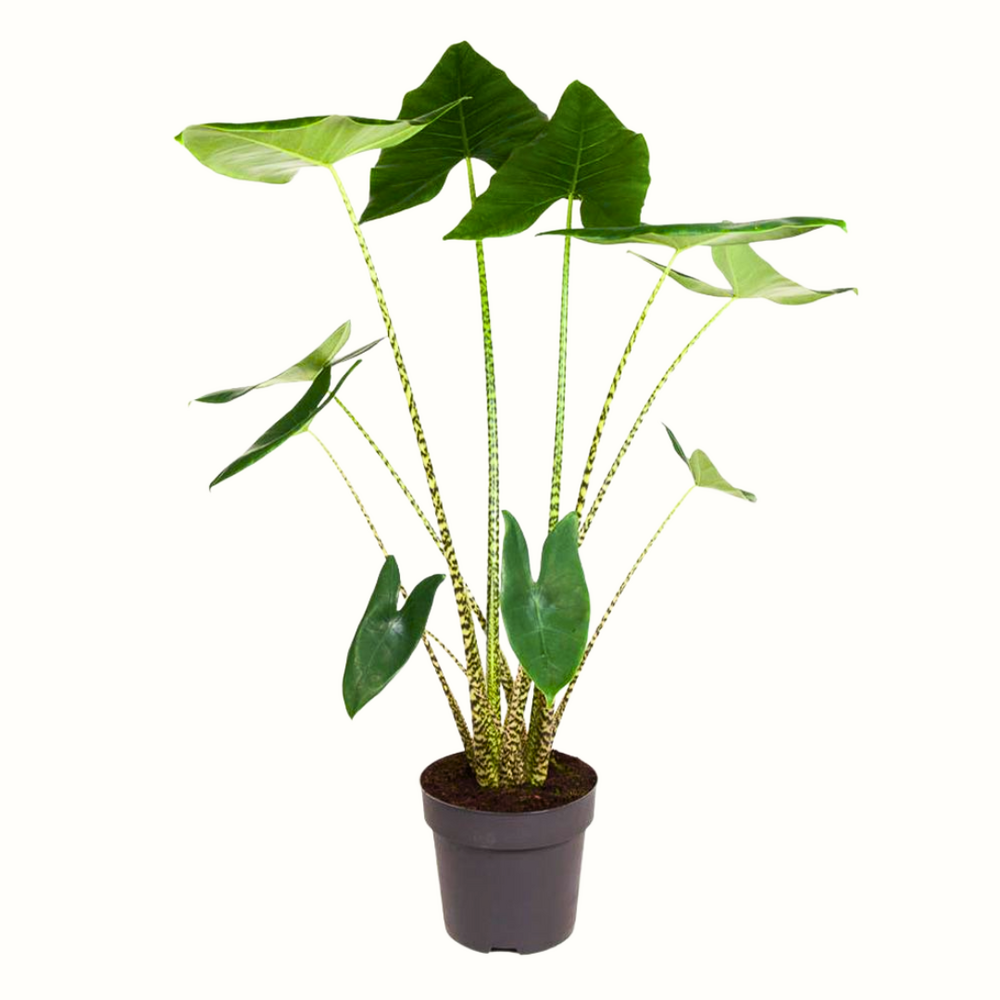 Alocasia zebrina - 100cm