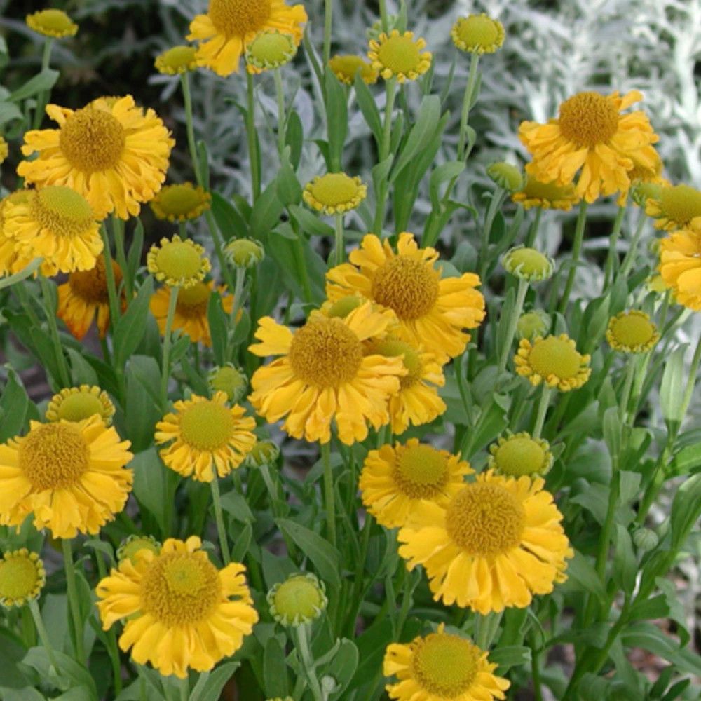 Hélénie pumilum magnificum, helenium lot de 9 godets