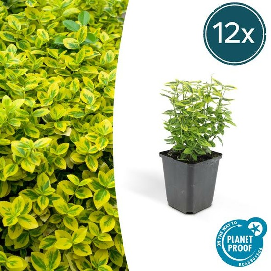 Fusain de fortune 'emerald 'n gold' x12 – entre 0,75 et 1m2