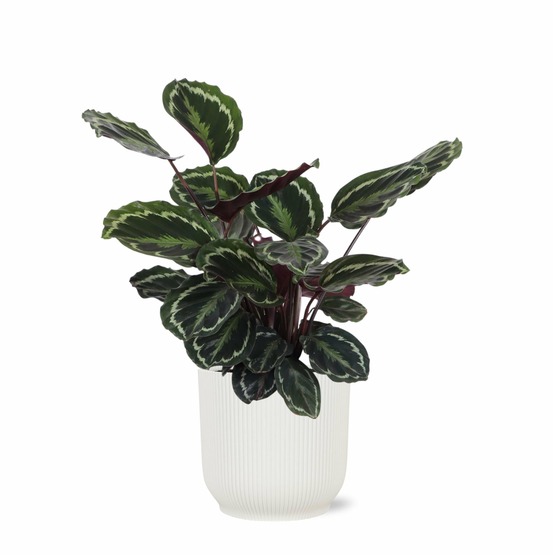 Calathea medallion et son pot relief blanc - hauteur 70cm