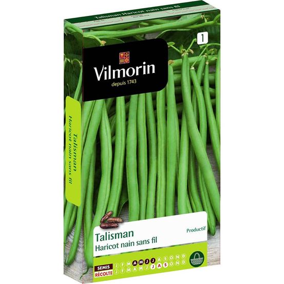 Graines de haricot vert sans fil talisman vilmorin
