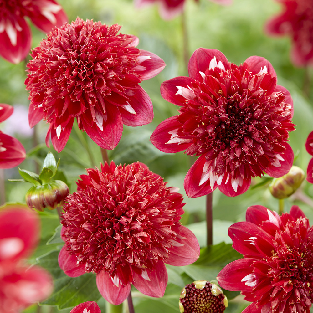 Dahlia anémone 'speech' bulbe calibre i