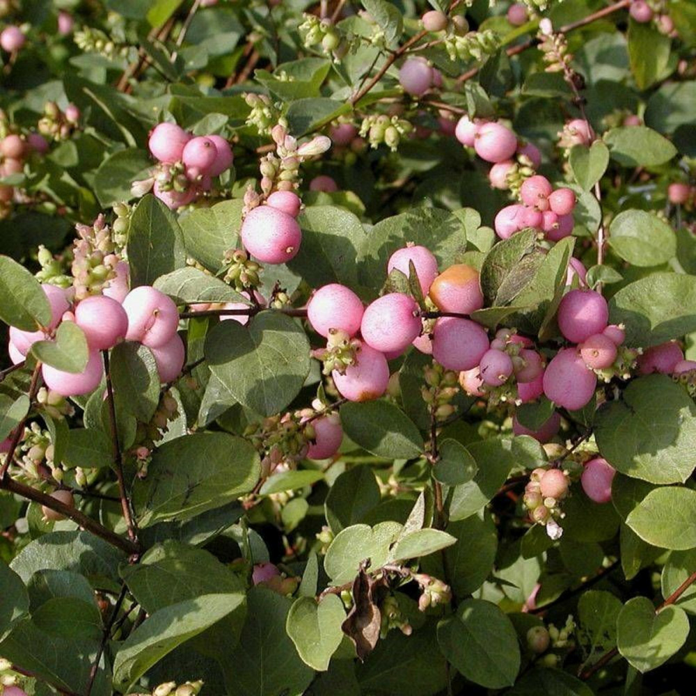 Symphorine magic berry, symphoricarpos pot de 3l - 20/40 cm
