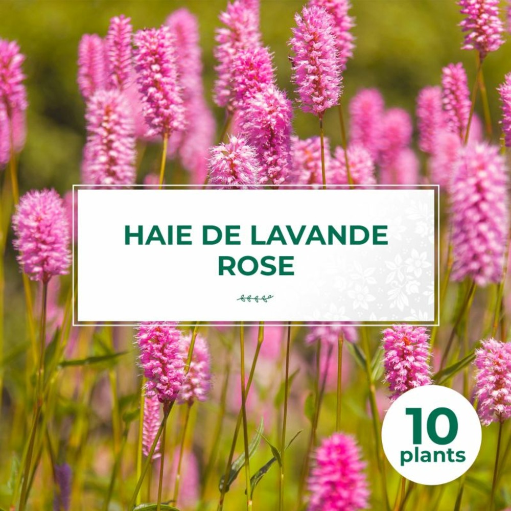 10 Lavande Rose (Lanvandula 'Rosea') - Hai…