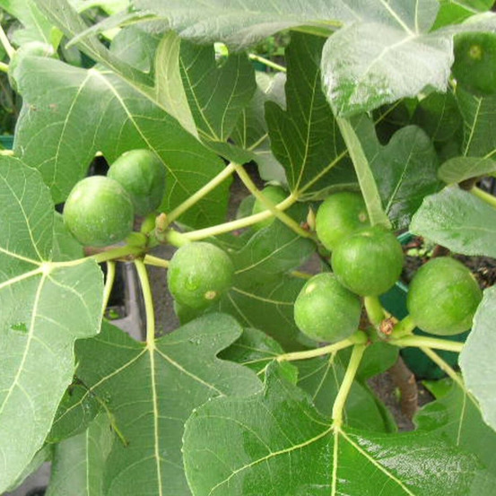 Figuier madeleine des 2 saisons, ficus carica pot de 5l - 40/80 cm