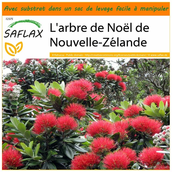 Garden in the bag - l'arbre de noël de nouvelle-zélande - 300 graines - metrosideros excelsa