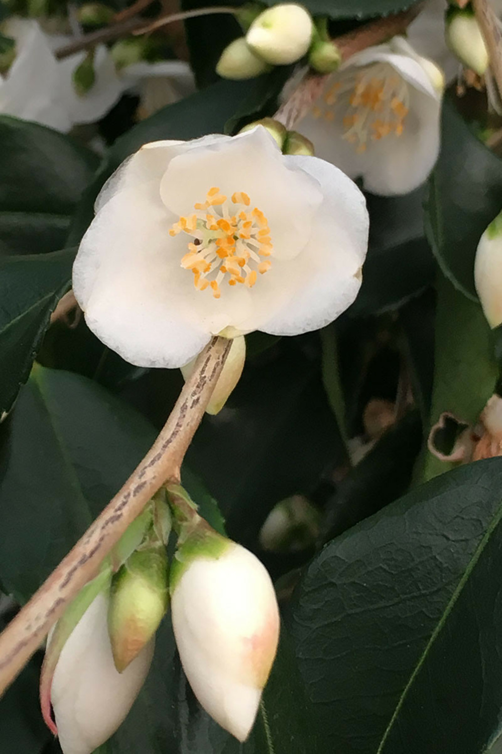 Camélia 'tsaii' - en pot de 2 litres